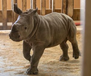 Rhino Calf At Rolling Hills Zoo Has A New Name!