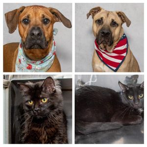 Adoptable Pets from Salina Animal Shelter