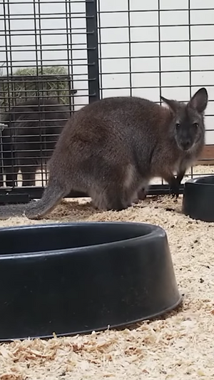 RHZ Wallaby Joeys Make an Appearance