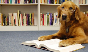 Read to a Dog