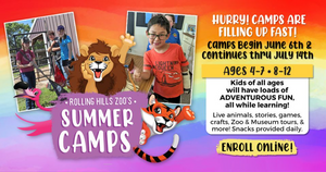 RHZ Summer Camp