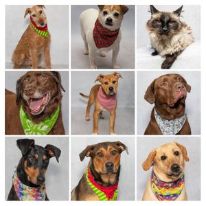 A New Friend In Need Of A Home