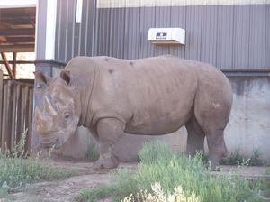 RHZ Mourns Loss of Uzazi