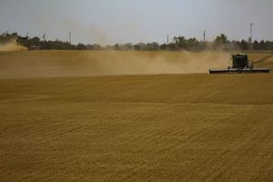 Wheat Harvest Begins in Saline County