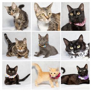 Adoptable Pets from Salina Animal Shelter