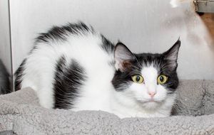 Adoptable Pets from Salina Animal Shelter