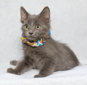 Adoptable Pets from Salina Animal Shelter