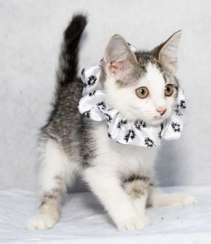 Meet Jules & Other Adoptable Pets at Salina Animal Services