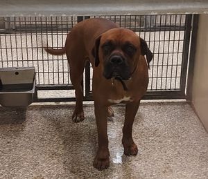 Meet Bruce & Other Adoptable Pets at Salina Animal Services