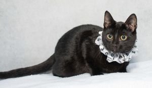 Meet Toby & Other Adoptable Pets at Salina Animal Services