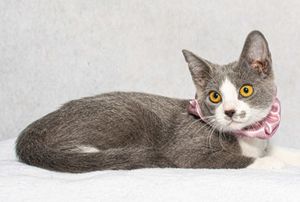 Meet Dumpling & Other Adoptable Pets