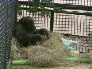 RHZ Remembers Auli, A Member of the Original Troop