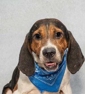 Meet Elvis & Other Adoptable Pets