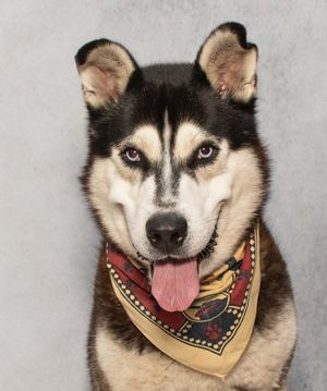 Meet Doc & Other Adoptable Pets