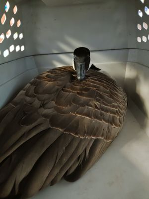 Jingle the Goose Saved by Good Samaritans