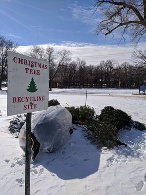 Christmas Tree Recycling