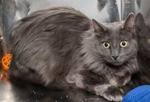 Meet Sassy & Other Adoptable Pets