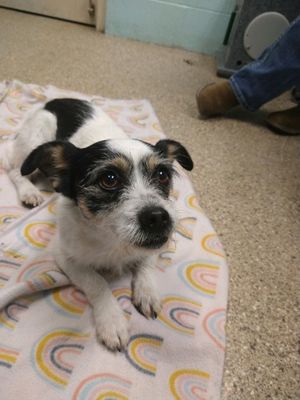 Meet Nicholson and Other Adoptable Pets