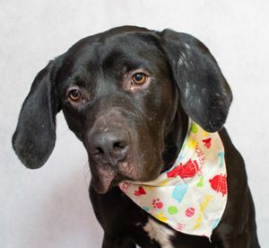 Meet Clifford & Other Adoptable Pets