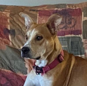 Meet Pancake & Other Adoptable Dogs