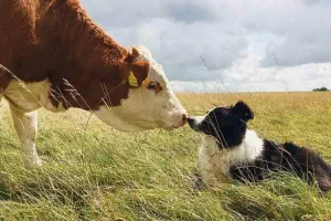 Your Farmyard Friend