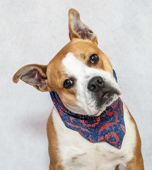 Rocky & Other Pets Awaiting Adoption