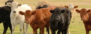 Tips For Protecting Your Livestock