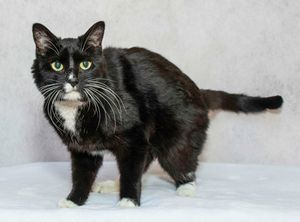 Meet Snow and Other Furry Friends at the Saline Animal Shelter