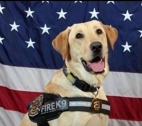 Happy 7th Birthday, Hoke!