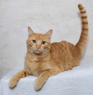 Meet Lizzy & Other Fur Babies