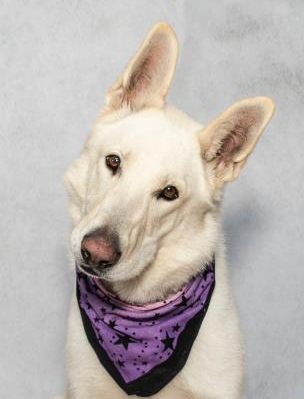 Adoptable Cuteness at Salina Animal Shelter