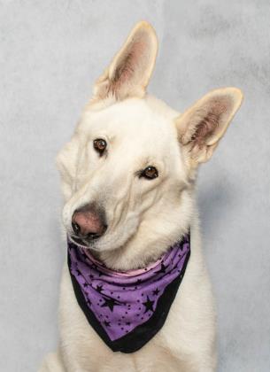 Adopt A Fur Baby Today