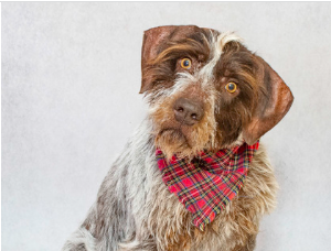 Summer & Other Pets Need a Home