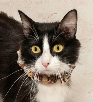 Huntress & Other Adoptable Pets at Salina Animal Shelter