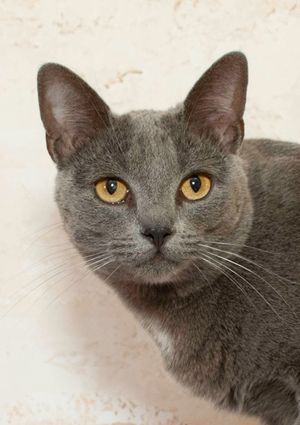 Biscuit & Other Adoptable Pets Need a Home