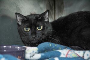 Violet & Other Adoptable Pets Need a Home