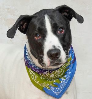 Metro & Other Adoptable Pets Need a Home