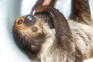 Rolling Hills Zoo’s Sloth Has Arrived
