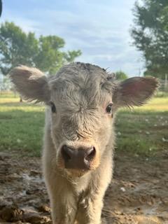Highland Calf Born At Rolling Hills Zoo