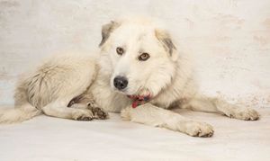 Gaston & Other Adoptable Pets