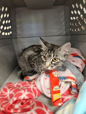 Sweet Cheeks & Other Adoptable Pets Need a Home