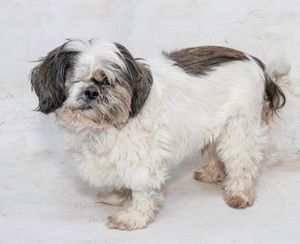 Meet Bruiser & Other Adoptable Pets