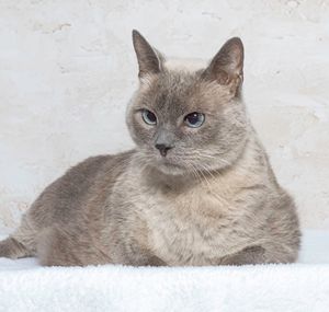 Rory & Other Adoptable Pets Need a Home