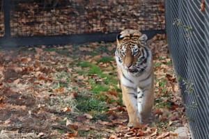Rolling Hills Zoo Welcomes Viktoria: A Spirited Addition to the Zoo