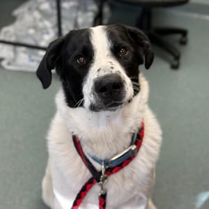 Rocky & Other Adoptable Pets at Salina Animal Shelter
