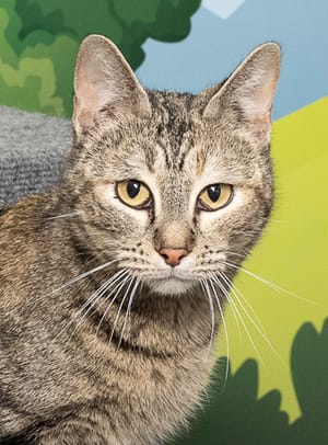 Momma & Other Pets Need a Home