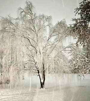 Winter Euphoria: Salina Snowfall Captivates Residents