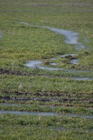 Happy wheat: December Moisture A Cherished Gift To Farmers