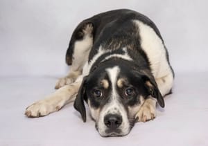 Fiona & Other Adoptable Pets Need a Home