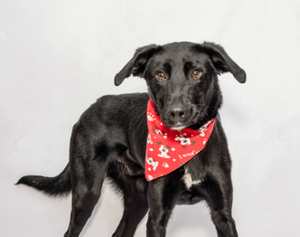 Meet Knight Rider & Other Adoptable Pups